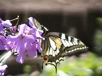 DSC00005.webp