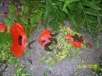 100_2509.webp
