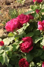 13.06 (3).webp