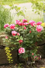 13.06 (12).webp
