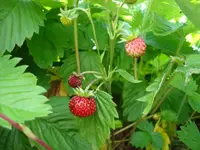 walderdbeeren.webp