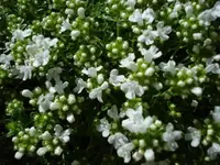 Thymian.webp