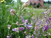 Sommerblume.webp