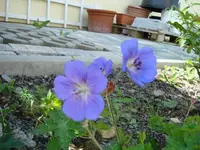 Rozanne.webp