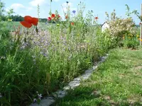 Sommerblumenbeet.webp