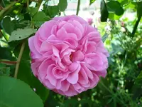 strauchrose.webp