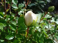 rose snow field.webp