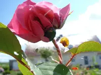 Rose mit Kaefer.webp