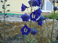 rittersporn blau weiss.webp