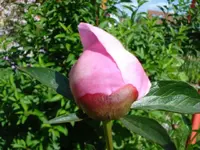 pfingstrose oeffnet sich.webp