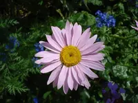 Maggie.webp