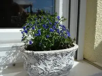 maennertreu.webp