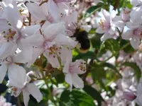 blueten mit hummel.webp