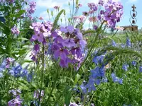 blau lila.webp