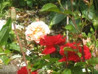 IMG_1510.webp