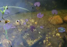 Perry's Baby Red im großen Teich.webp