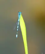 Libelle.webp