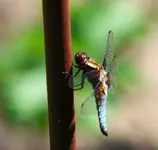 Libelle2.webp