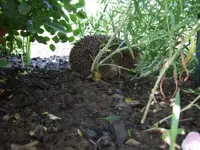 igel.webp