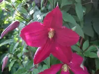 clematis.webp
