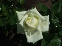 ROSA Beetrose.webp