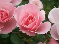 Rosa Kletterrose am Bogen.webp