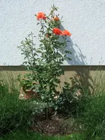 Rose Alexander.webp