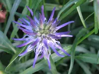 IMG_teufelskralle_1024x768.webp