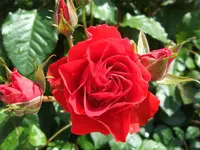 Rote Rose.webp
