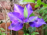900_Clematisdoppel.webp