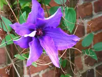 900_Clematisbluete.webp