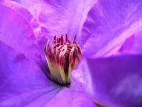 900_Clematisbluete II.webp