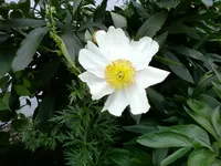 Foto-0036.webp