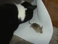 1 Maus 006v.webp