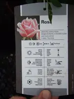 Rose, Beet, rosa hinten.webp