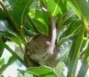 Maus im lorbeer (5) v.webp