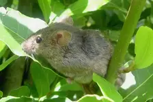 Maus im lorbeer (9) v.webp