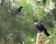 Gartenclub 2007 027.webp