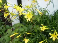 gelbe_lilien3.webp