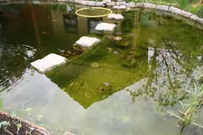 Teich (2) [640x480].webp