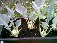 Kohlrabi 10.webp