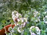 Hummel 1.webp