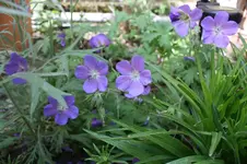 IMG_1340.webp