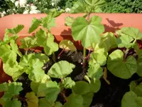 SDC10010.webp