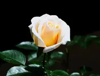 CM1.webp