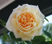 CM3.webp
