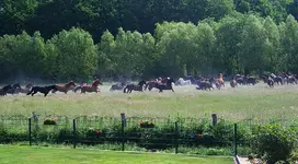 Herde3.webp
