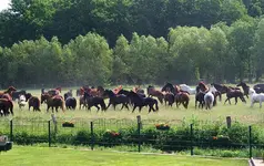Herde11.webp