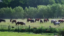 Herde12.webp