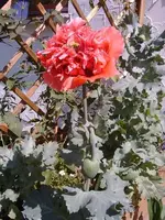 Papaver_paeoniflorum_0635.webp